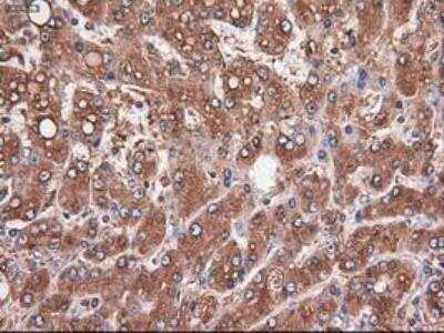 Immunohistochemistry-Paraffin: Carboxypeptidase A1/CPA1 Antibody (OTI2A3) [NBP1-47704]