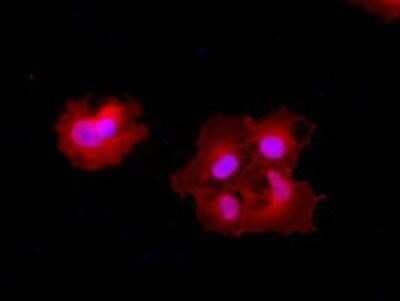 Immunocytochemistry/ Immunofluorescence: Carboxypeptidase A1/CPA1 Antibody (OTI2A3) - Azide and BSA Free [NBP2-70431]