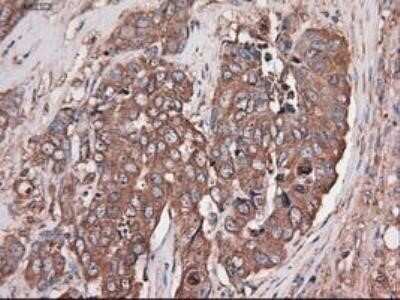 Immunohistochemistry: Carboxypeptidase A1/CPA1 Antibody (OTI2A3) - Azide and BSA Free [NBP2-70431]