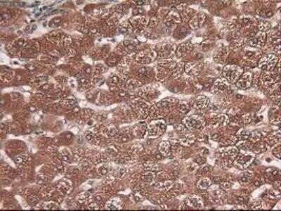 Immunohistochemistry: Carboxypeptidase A1/CPA1 Antibody (OTI2A3) - Azide and BSA Free [NBP2-70431]