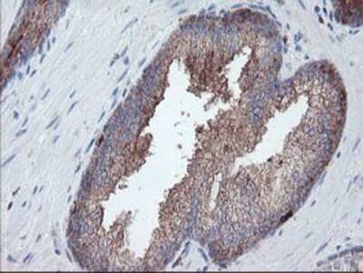 Immunohistochemistry: Carboxypeptidase A2/CPA2 Antibody (OTI1C7) - Azide and BSA Free [NBP2-70440]