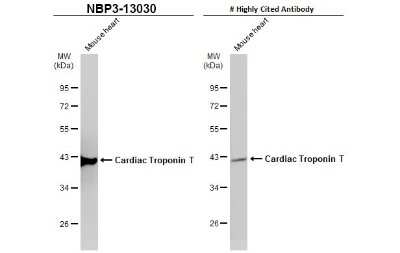 Western Blot: Cardiac Troponin T Antibody [NBP3-13030]