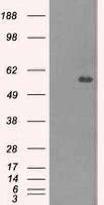Flow Cytometry: Carnosine Dipeptidase 1/CNDP1 Antibody (OTI2F8) - Azide and BSA Free [NBP2-72300]