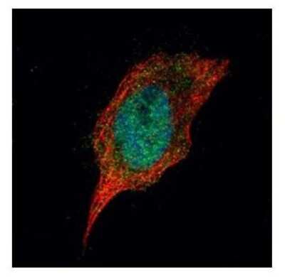 Immunocytochemistry/ Immunofluorescence: Casein Kinase 1 delta Antibody [NBP2-15708]