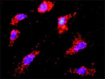 Proximity Ligation Assay: Casein Kinase 1 epsilon Antibody (2E1) [H00001454-M07]