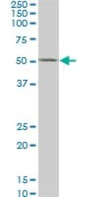 Western Blot: Casein Kinase 1 gamma 2 Antibody (2E6) [H00001455-M02]