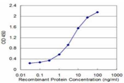 ELISA: Casein Kinase 1 gamma 2 Antibody (2F5) [H00001455-M08]