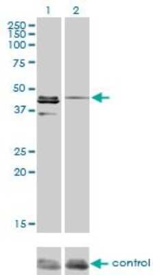 Western Blot: Casein Kinase 1 gamma Antibody (3F10) [H00053944-M03]