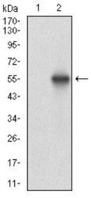 Western Blot: Casein Kinase 2 beta Antibody (2F12F3)BSA Free [NBP2-52449]
