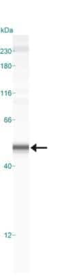 Detection of Caspase-1 in HeLa Cell Lysate by Simple Western