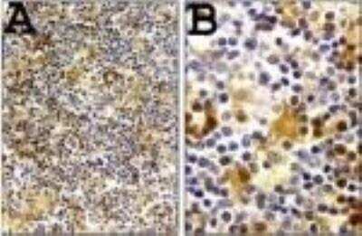 Immunohistochemistry-Paraffin: Caspase-1 Antibody [NB100-56564]