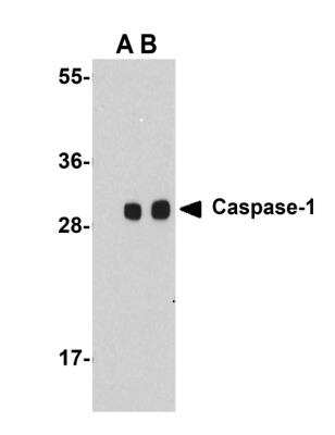 Western Blot: Caspase-1 AntibodyBSA Free [NBP1-76605]