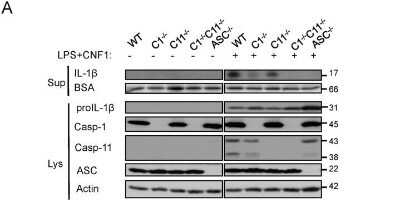 Western Blot: Caspase-11 Antibody (17D9) - Azide and BSA Free [NBP2-80612]