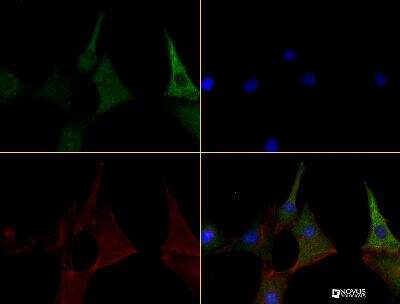 Immunocytochemistry/ Immunofluorescence: Caspase-11 Antibody (17D9) - BSA Free [NB120-10454]
