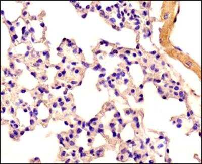 Immunohistochemistry-Paraffin: Caspase-11 Antibody (17D9) - BSA Free [NB120-10454]