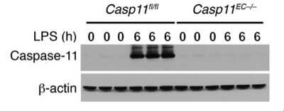 Knockout Validated: Caspase-11 Antibody (17D9) - BSA Free [NB120-10454]