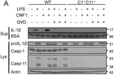 Knockout Validated: Caspase-11 Antibody (17D9) - BSA Free [NB120-10454]