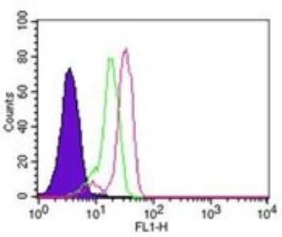 Flow Cytometry: Caspase-14 Antibody (70A1426) - Azide Free [NBP2-33245]
