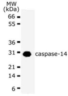 Western Blot: Caspase-14 Antibody (70A1426) [NB100-56718]