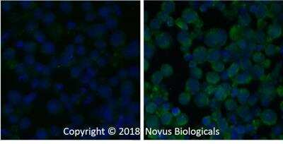 Immunocytochemistry/ Immunofluorescence: Caspase-3 Antibody (31A893) - BSA Free [NB100-56709]