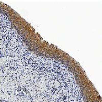 Immunohistochemistry-Paraffin: Caspase-3 Antibody (31A893) - BSA Free [NB100-56709]