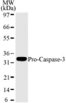 Western Blot: Caspase-3 Antibody (31A893)BSA Free [NB100-56709]