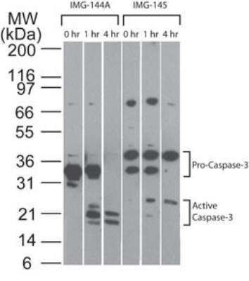 Western Blot: Caspase-3 Antibody (31A893)BSA Free [NB100-56709]