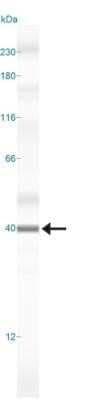 Simple Western: Caspase-3 Antibody (CPP32 4-1-18)Azide and BSA Free [NBP2-80614]