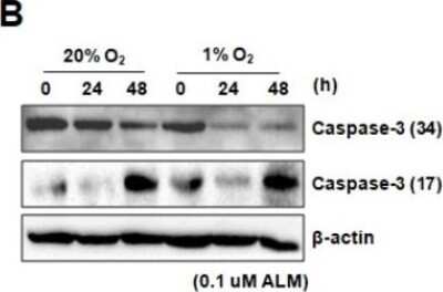 Western Blot: Caspase-3 Antibody (CPP32 4-1-18)BSA Free [NB500-210]