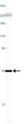 Simple Western: Caspase-3 Antibody(Pro and Active) [NB100-56112]