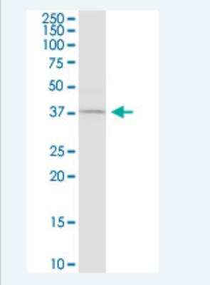 Western Blot: Caspase-4 Antibody (7G7) [H00000837-M02-100ug]