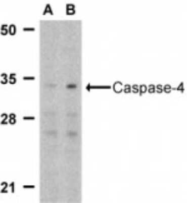 Western Blot: Caspase-4 AntibodyBSA Free [NBP1-76602]