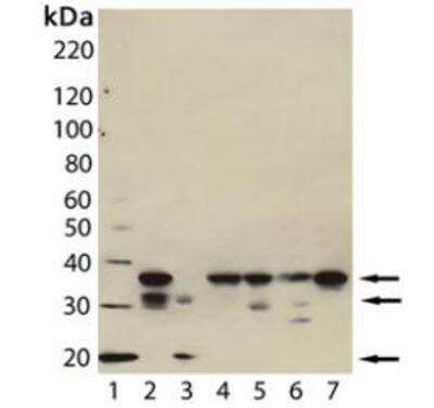 Western Blot: Caspase-7 Antibody (7-1-11) [NBP1-19229]