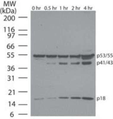 Western Blot: Caspase-8 Antibody (90A992)Azide and BSA Free [NBP2-80616]