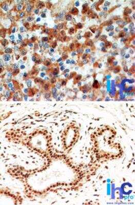 Immunohistochemistry-Paraffin: Caspase-8 Antibody (90A992) - BSA Free [NB100-56527]