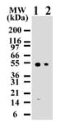 Western Blot: Caspase-8 Antibody (90A992)BSA Free [NB100-56527]