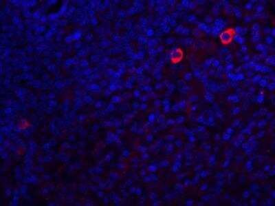Immunofluorescence: Caspase-8 Antibody - BSA Free [NBP1-76610]
