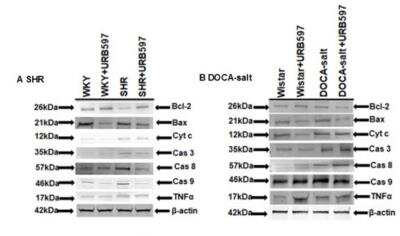 Western Blot: Caspase-8 Antibody(Pro and Active) [NBP1-05123]