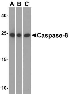 Western Blot: Caspase-8 AntibodyBSA Free [NBP1-76610]