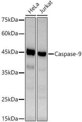 Western Blot: Caspase-9 Antibody (9M6N2) [NBP3-15590]