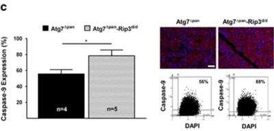 Immunohistochemistry: Caspase-9 Antibody [NB100-56118]