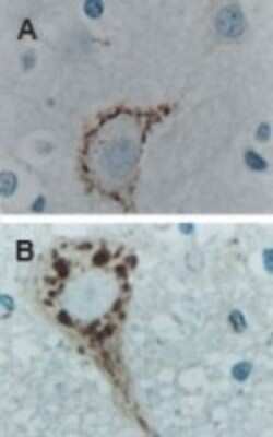 Immunohistochemistry-Paraffin: Caspase-9 Antibody [NB100-56119]