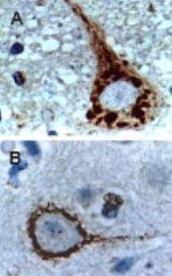 Immunohistochemistry-Paraffin: Caspase-9 Antibody [NB100-56118]