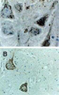 Immunohistochemistry-Paraffin: Caspase-9 Antibody [NB100-56118]