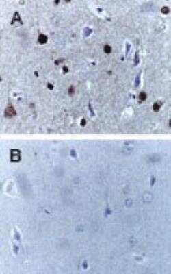 Immunohistochemistry-Paraffin: Caspase-9 Antibody [NB100-56118]