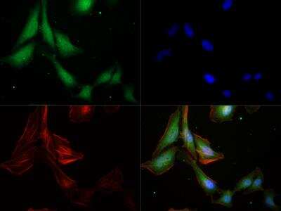 Immunocytochemistry/ Immunofluorescence: Caspase-9 Antibody (LAP6 96-2-22) - BSA Free [NB500-209]