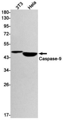 Western Blot: Caspase-9 Antibody (S09-4C4) [NBP3-19935]