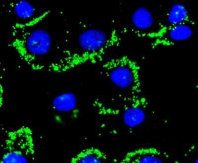 Immunocytochemistry/ Immunofluorescence: Caspase-9 Antibody (SZ29-01) - (Pro and Active) [NBP2-67362]