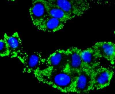 Immunocytochemistry/ Immunofluorescence: Caspase-9 Antibody (SZ29-01) - (Pro and Active) [NBP2-67362]
