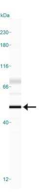 Simple Western: Caspase-9 Antibody [NB100-56119]